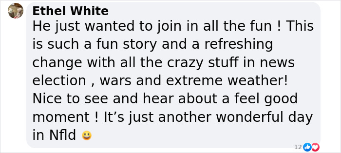 Local Goat Accidentally Enters A Half Marathon In Newfoundland And Wins A Medal