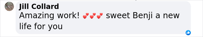 Neighbors Teamed Up To Save A Giant, Abandoned Dog And Then Gave Him A Stunning Makeover Neighbors Teamed Up To Save A Giant, Abandoned Dog And Then Gave Him A Stunning Makeover