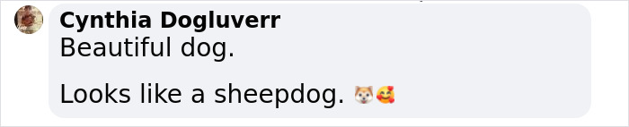 Neighbors Teamed Up To Save A Giant, Abandoned Dog And Then Gave Him A Stunning Makeover Neighbors Teamed Up To Save A Giant, Abandoned Dog And Then Gave Him A Stunning Makeover