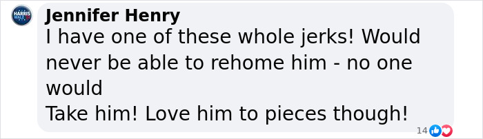 Rebellious Pup Who Failed 3 Adoption Attempts Finds His Perfect Match And Becomes Local Celebrity Rebellious Pup Who Failed 3 Adoption Attempts Finds His Perfect Match And Becomes Local Celebrity