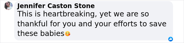 You Can Tell How Grateful This Pup Is To Be Rescued From Hurricane Milton Flooding You Can Tell How Grateful This Pup Is To Be Rescued From Hurricane Milton Flooding