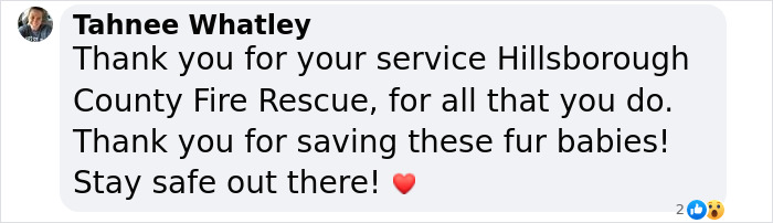 You Can Tell How Grateful This Pup Is To Be Rescued From Hurricane Milton Flooding You Can Tell How Grateful This Pup Is To Be Rescued From Hurricane Milton Flooding