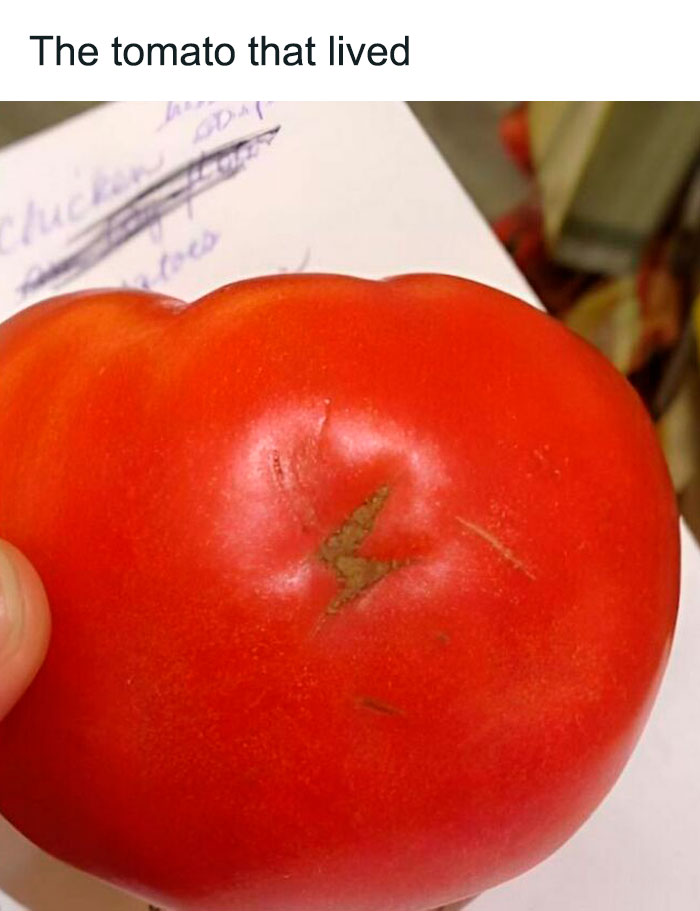 A tomato with a lightning-shaped scar, humorously relating to Harry Potter memes.