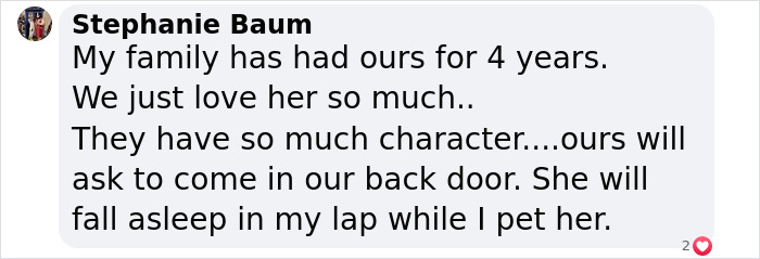 This Woman Has Become True Besties With A Sonoran Desert Tortoise She Recently Adopted