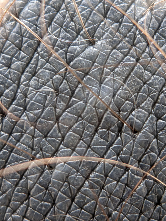 A Tattoo Under A Macro Lens