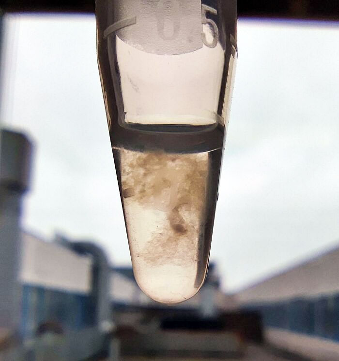 Strands Of DNA Precipitated By Ethanol. About 3 Trillion Of Them