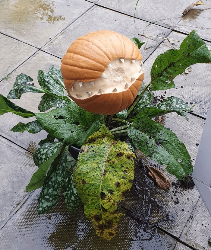 Pumpkin carving with a quirky, jaw-droppingly charming mouth design on a green leafy plant outdoors.
