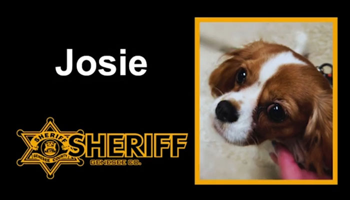 Josie, 13-Month-Old Therapy Dog, Is “Viciously” Attacked While Greeting Inmate Josie, 13-Month-Old Therapy Dog, Is “Viciously” Attacked While Greeting Inmate