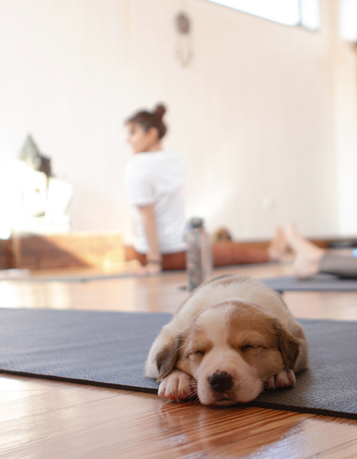 Yoga With Homeless Puppies Adds Twist To Traditional &ldquo;Puppy Yoga&rdquo; Trend To Promote Adoptions