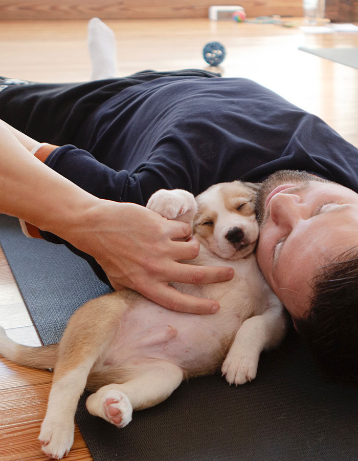 Yoga With Homeless Puppies Adds Twist To Traditional &ldquo;Puppy Yoga&rdquo; Trend To Promote Adoptions