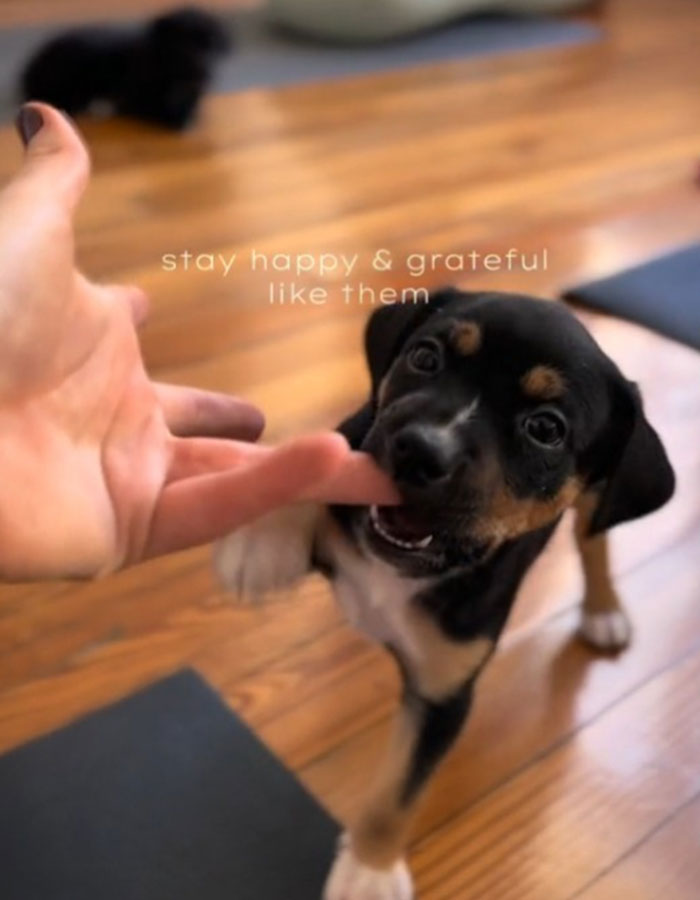 Yoga With Homeless Puppies Adds Twist To Traditional &ldquo;Puppy Yoga&rdquo; Trend To Promote Adoptions