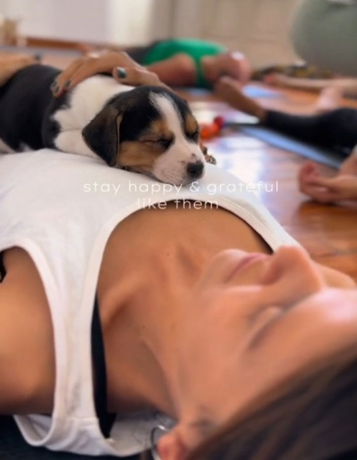 Yoga With Homeless Puppies Adds Twist To Traditional &ldquo;Puppy Yoga&rdquo; Trend To Promote Adoptions