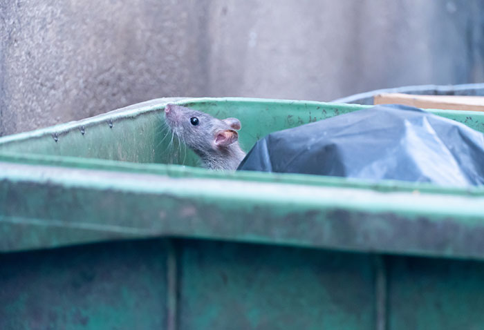 "Rat Birth Control" Bill Passed In New York City Sparks Outrage: "I Can't Get An Abortion" "Rat Birth Control" Bill Passed In New York City Sparks Outrage: "I Can't Get An Abortion"