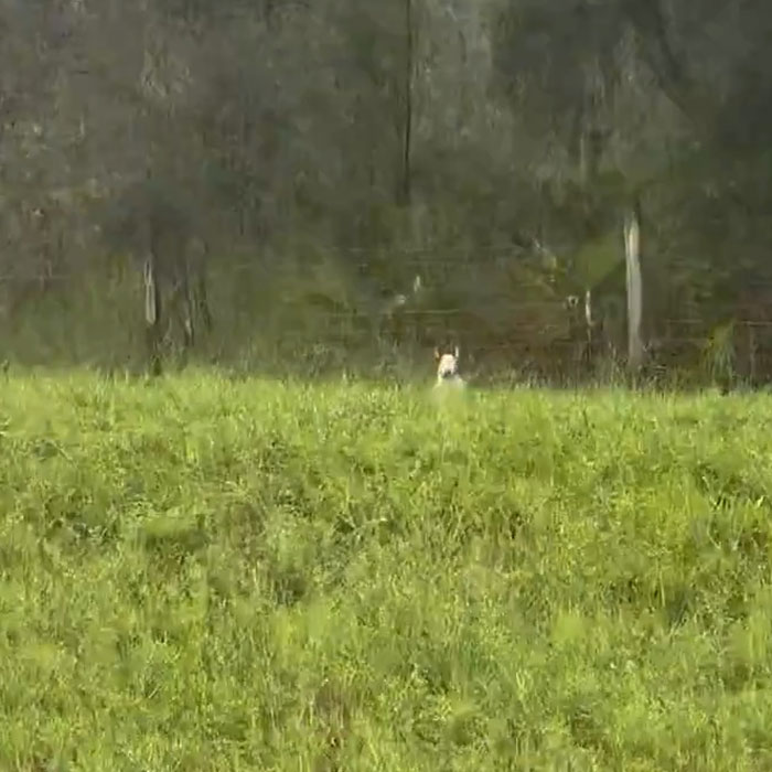 "Find The Perpetrator": Florida Troopers Rescue Dog Tied To Fence Ahead Of Hurricane Milton