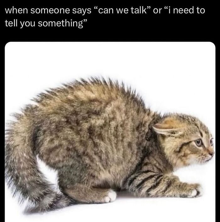 Kitten with arched back and wide eyes illustrating a reaction in sadistic memes on Instagram making followers smirk.
