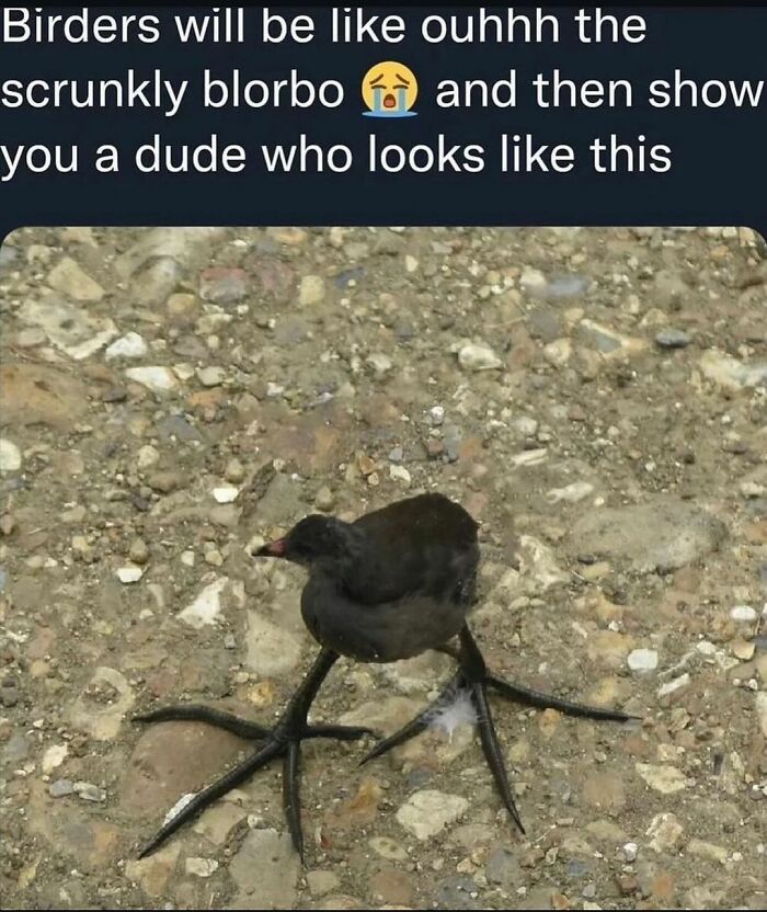 Small black bird with unusually large feet standing on rocky ground, humorous sadistic meme from Instagram account.
