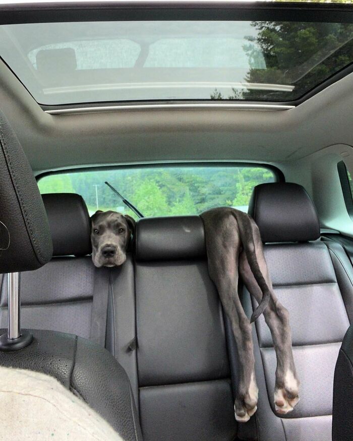 Great Dane with long legs awkwardly fitting in the back seat of a car showing obliviousness to its large size.