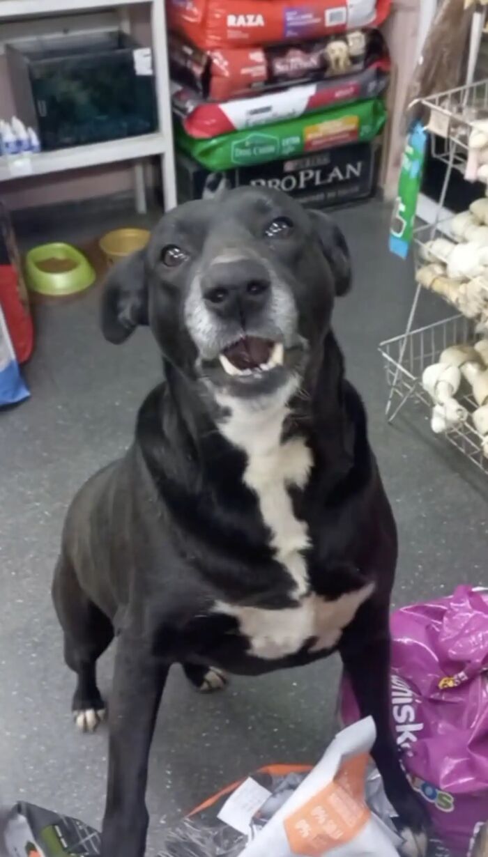 Dog Patiently Waits Every Morning For Pet Shop To Open So She Can Be The First Customer