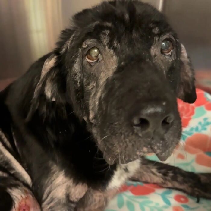 When She Was Found Dumped In An Empty Field, She Was Barely Living, But Love And Care Did Wonders When She Was Found Dumped In An Empty Field, She Was Barely Living, But Love And Care Did Wonders