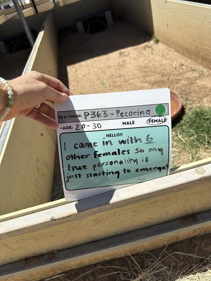 This Woman Has Become True Besties With A Sonoran Desert Tortoise She Recently Adopted