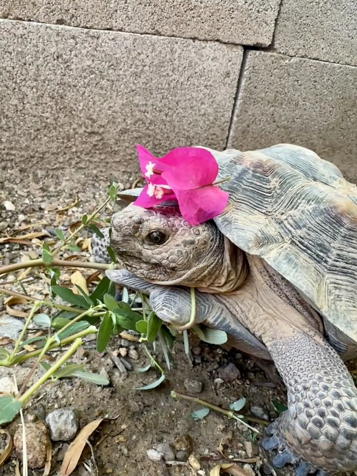 This Woman Has Become True Besties With A Sonoran Desert Tortoise She Recently Adopted