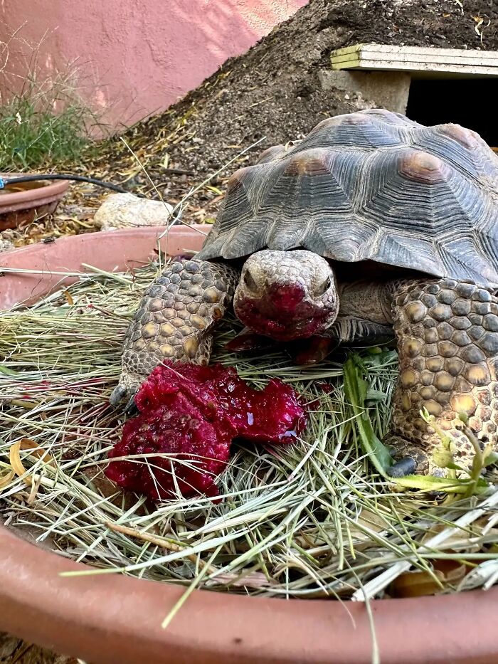 This Woman Has Become True Besties With A Sonoran Desert Tortoise She Recently Adopted