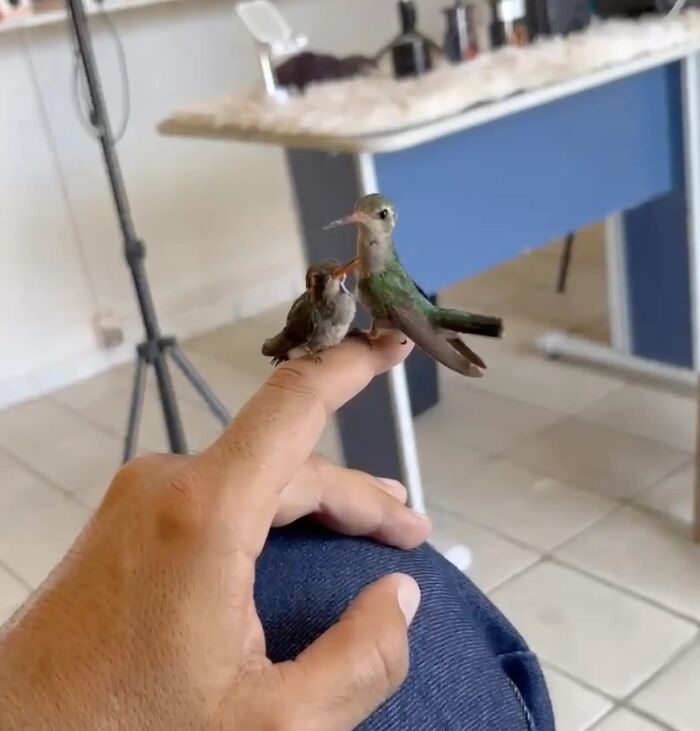 This Guy Saved A Baby Hummingbird And Soon Found Out She Wasn&rsquo;t Alone