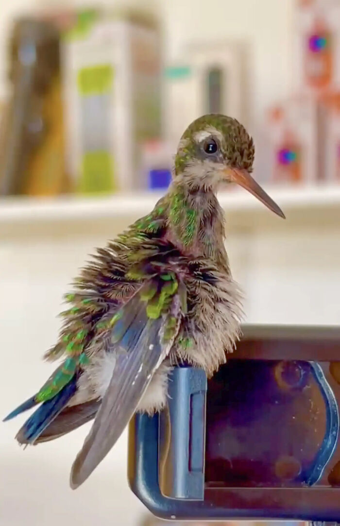 This Guy Saved A Baby Hummingbird And Soon Found Out She Wasn&rsquo;t Alone