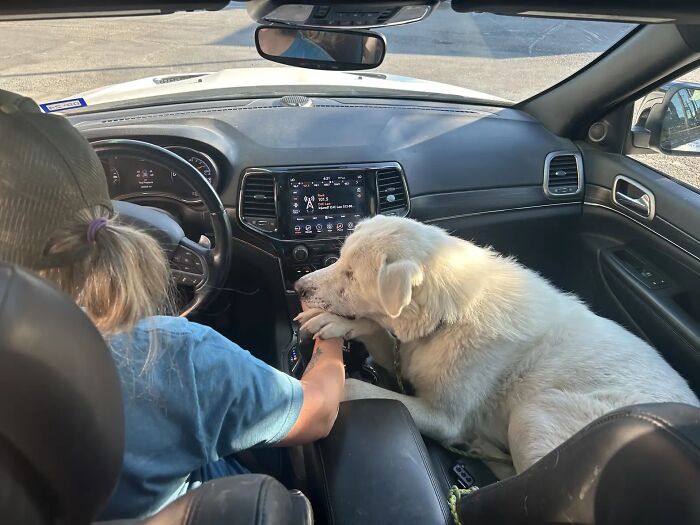 Meet Spinach - One-Eyed Dog Who Refused To Give Up And Finally Was Adopted By A Loving Family