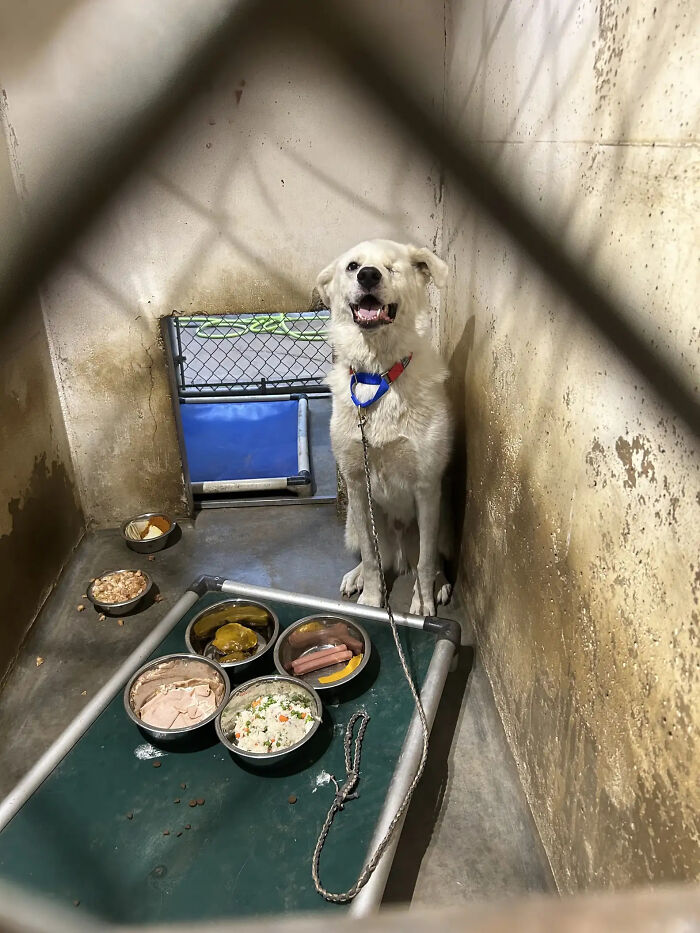 Meet Spinach - One-Eyed Dog Who Refused To Give Up And Finally Was Adopted By A Loving Family