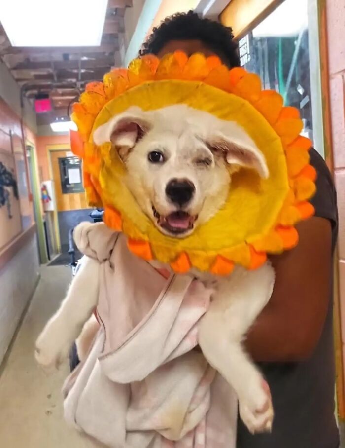 Meet Spinach - One-Eyed Dog Who Refused To Give Up And Finally Was Adopted By A Loving Family