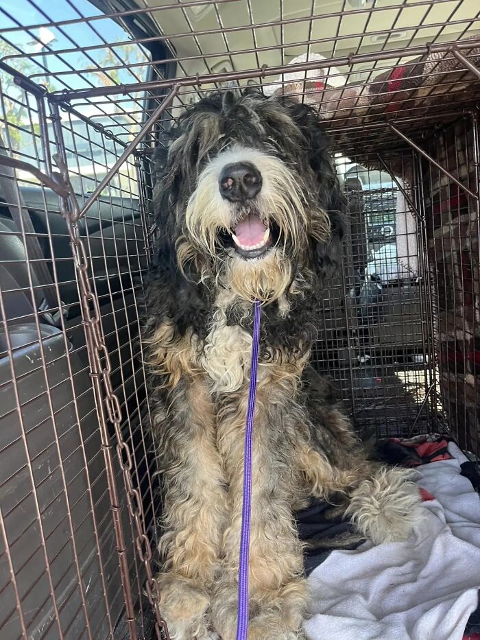 Neighbors Teamed Up To Save A Giant, Abandoned Dog And Then Gave Him A Stunning Makeover Neighbors Teamed Up To Save A Giant, Abandoned Dog And Then Gave Him A Stunning Makeover