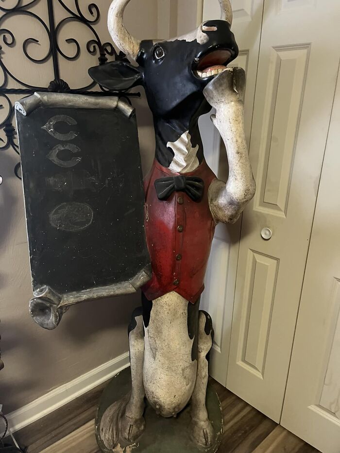 Welcome My New Cow We Drove A Hour To Buy In Indiana. Stuffed Her In A Mini Cooper And Got Her Home. That’s No Bull Either