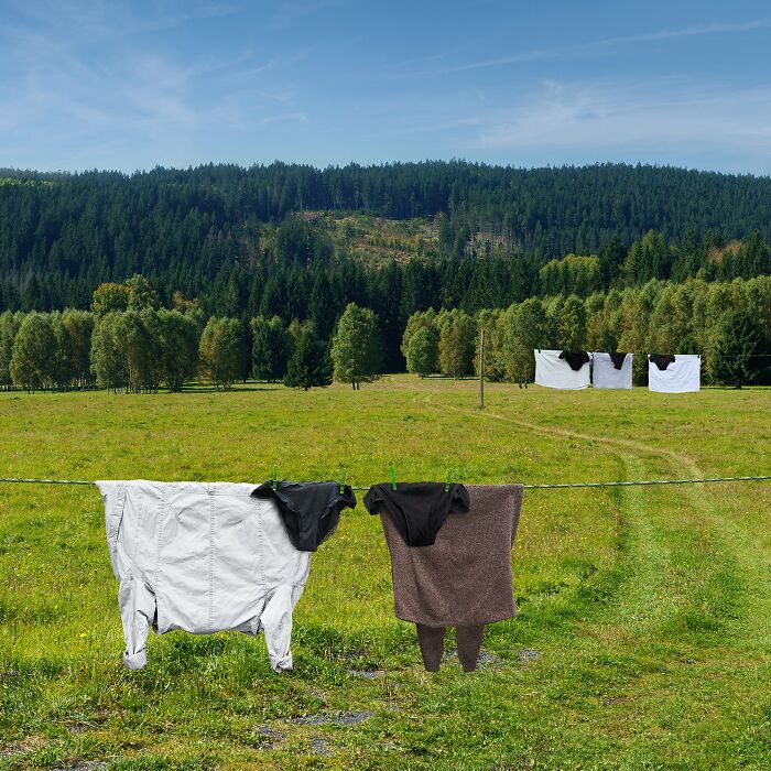 Playful animals made from laundry hanging on a line in a green field with a forest backdrop in picturesque landscapes.