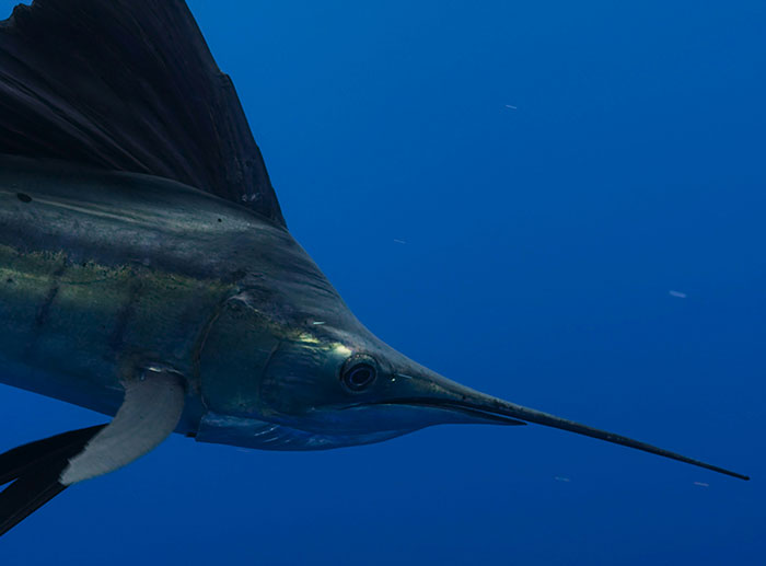 Beloved Surfer Impaled In The Chest By Swordfish In Freak Ocean Attack