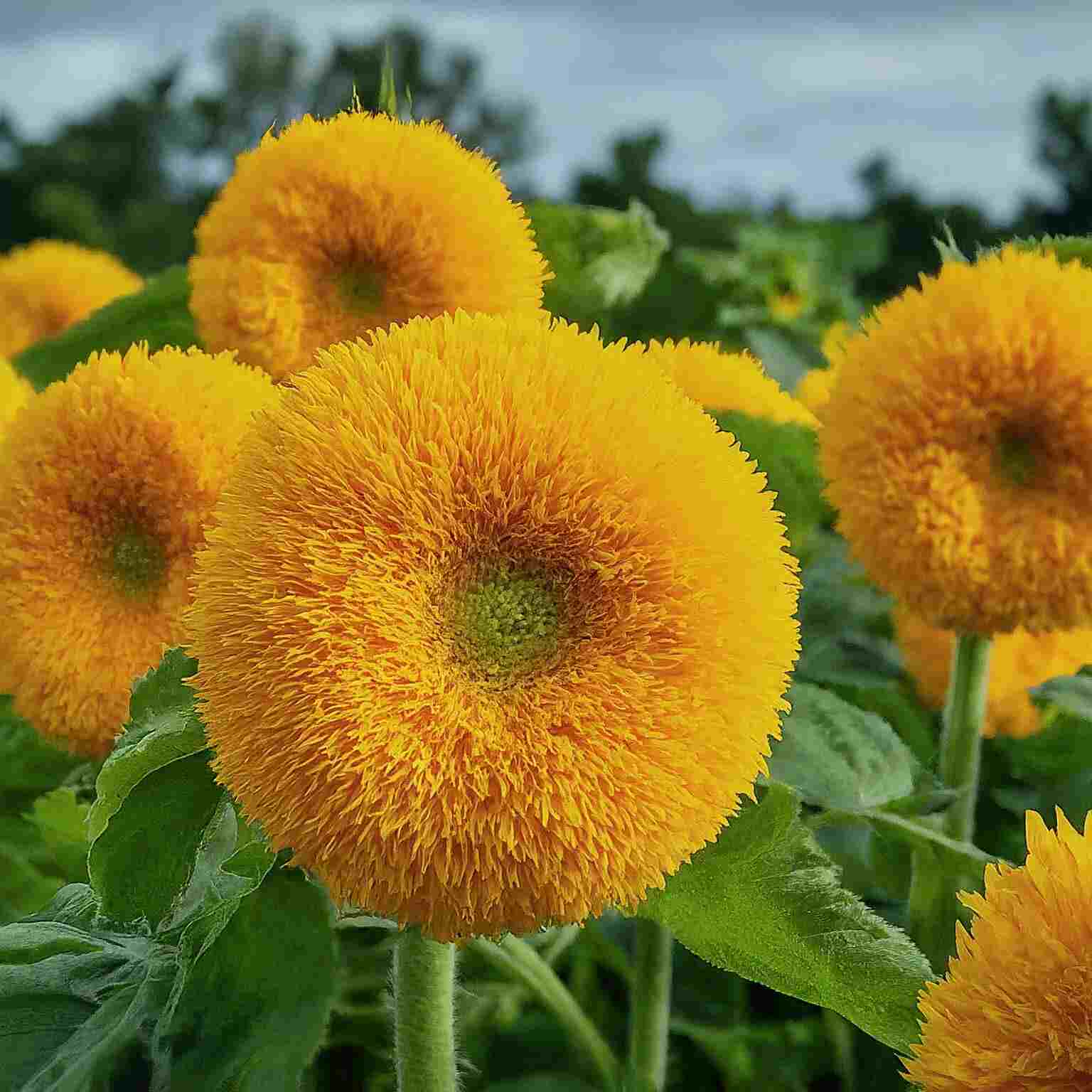 Everything You Need To Know About Teddy Bear Sunflower Plants