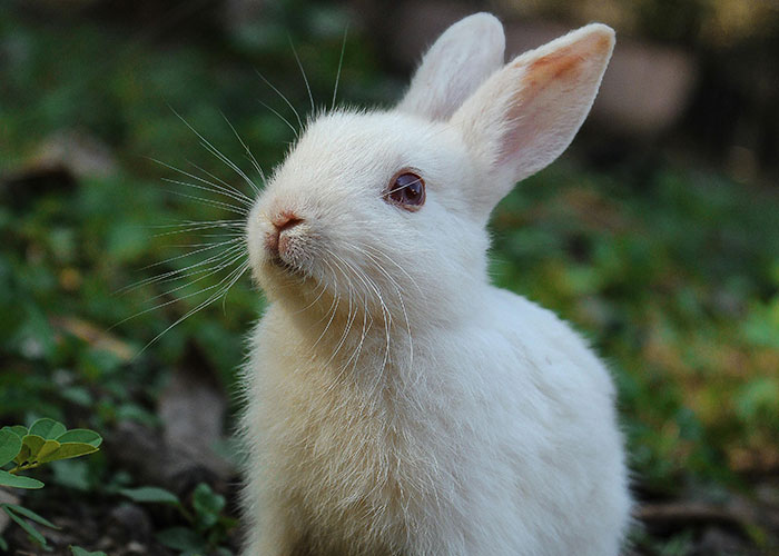 White rabbit sitting outdoors on grass, representing one of the absolutely normal things people can’t own because it’s illegal.