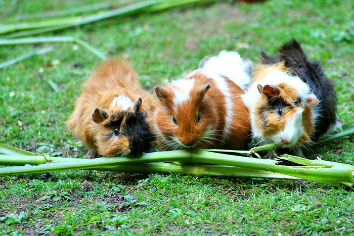 Three guinea pigs eating green stems outdoors, illustrating absolutely normal things people can’t own legally.