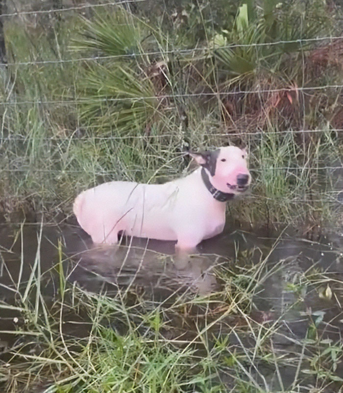 &ldquo;Justice Prevails&rdquo;: Man Who Tied Dog During Hurricane Milton Charged After Trying To Reclaim Pet