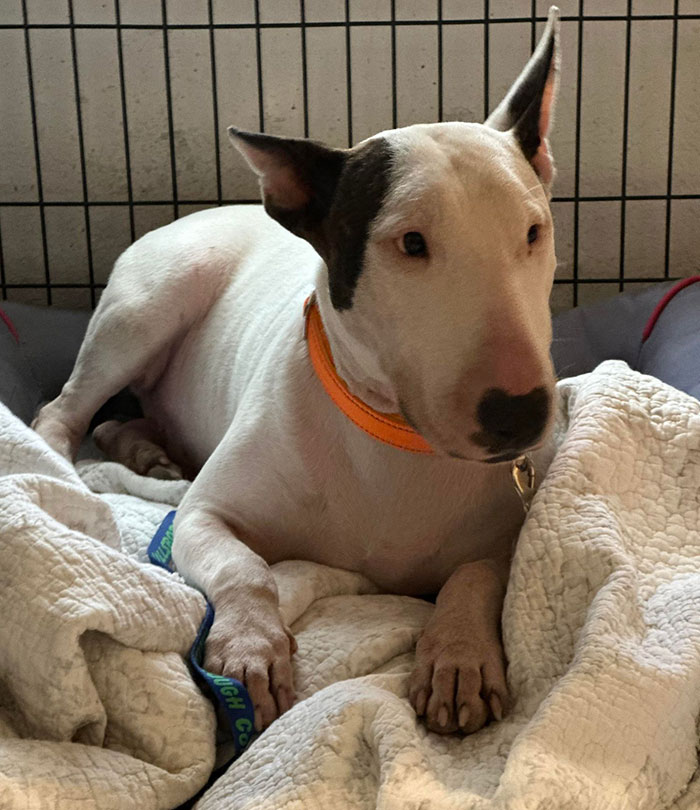 &ldquo;Justice Prevails&rdquo;: Man Who Tied Dog During Hurricane Milton Charged After Trying To Reclaim Pet