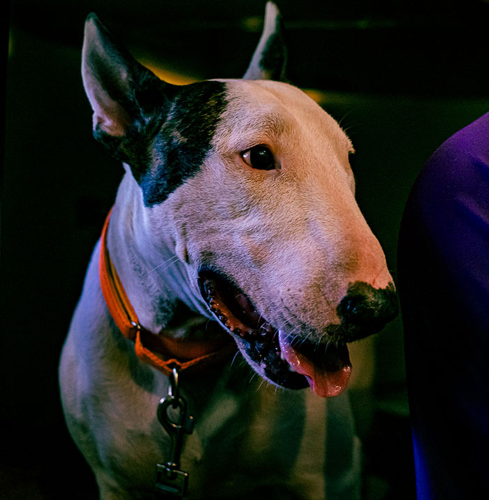 &ldquo;Justice Prevails&rdquo;: Man Who Tied Dog During Hurricane Milton Charged After Trying To Reclaim Pet