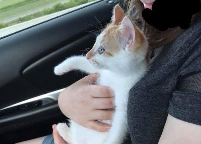 Girl Loses It When Woman Adopts A Cat She Wanted At The Shelter As Punishment For Torturing It