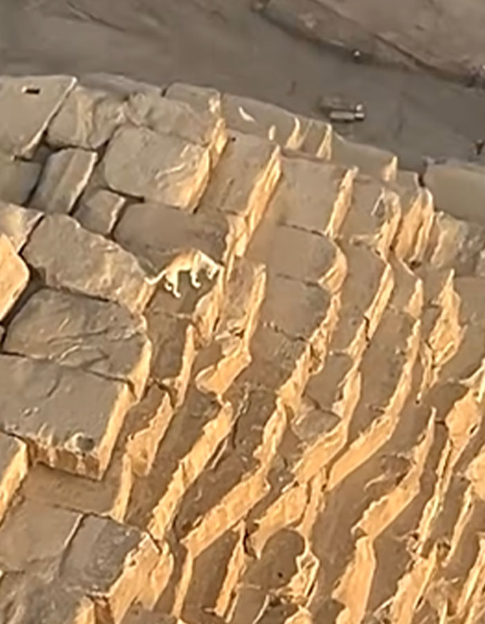 &ldquo;It&rsquo;s His Now&rdquo;: Viral Dog That Climbed The Pyramid Of Giza Finally Comes Down
