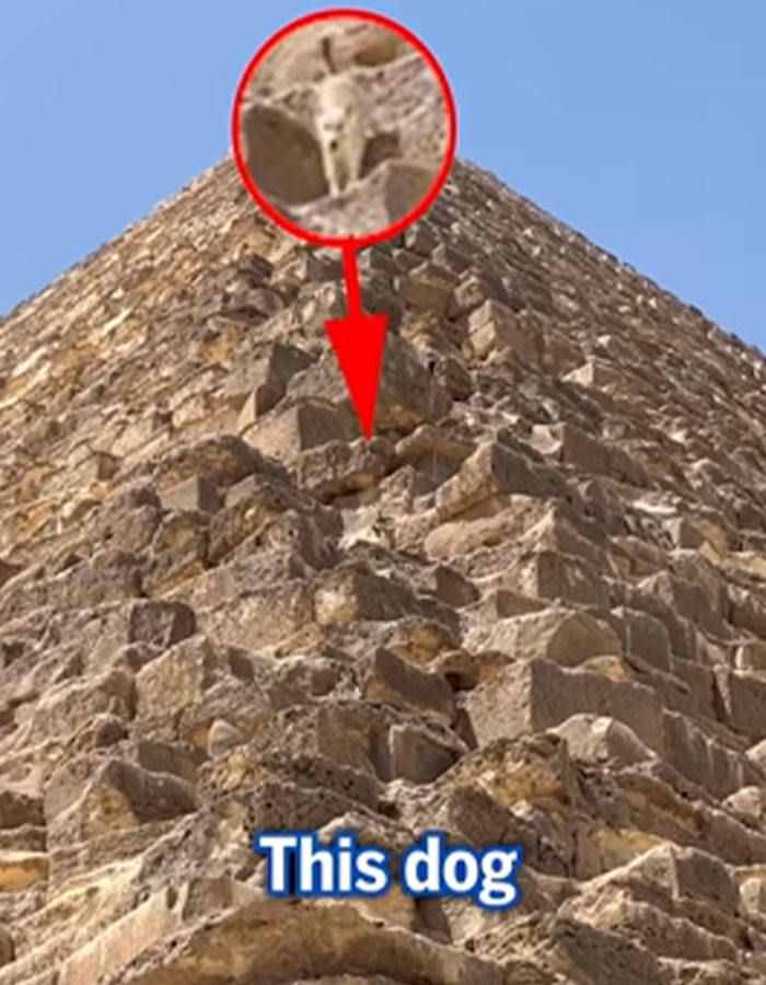 &ldquo;It&rsquo;s His Now&rdquo;: Viral Dog That Climbed The Pyramid Of Giza Finally Comes Down