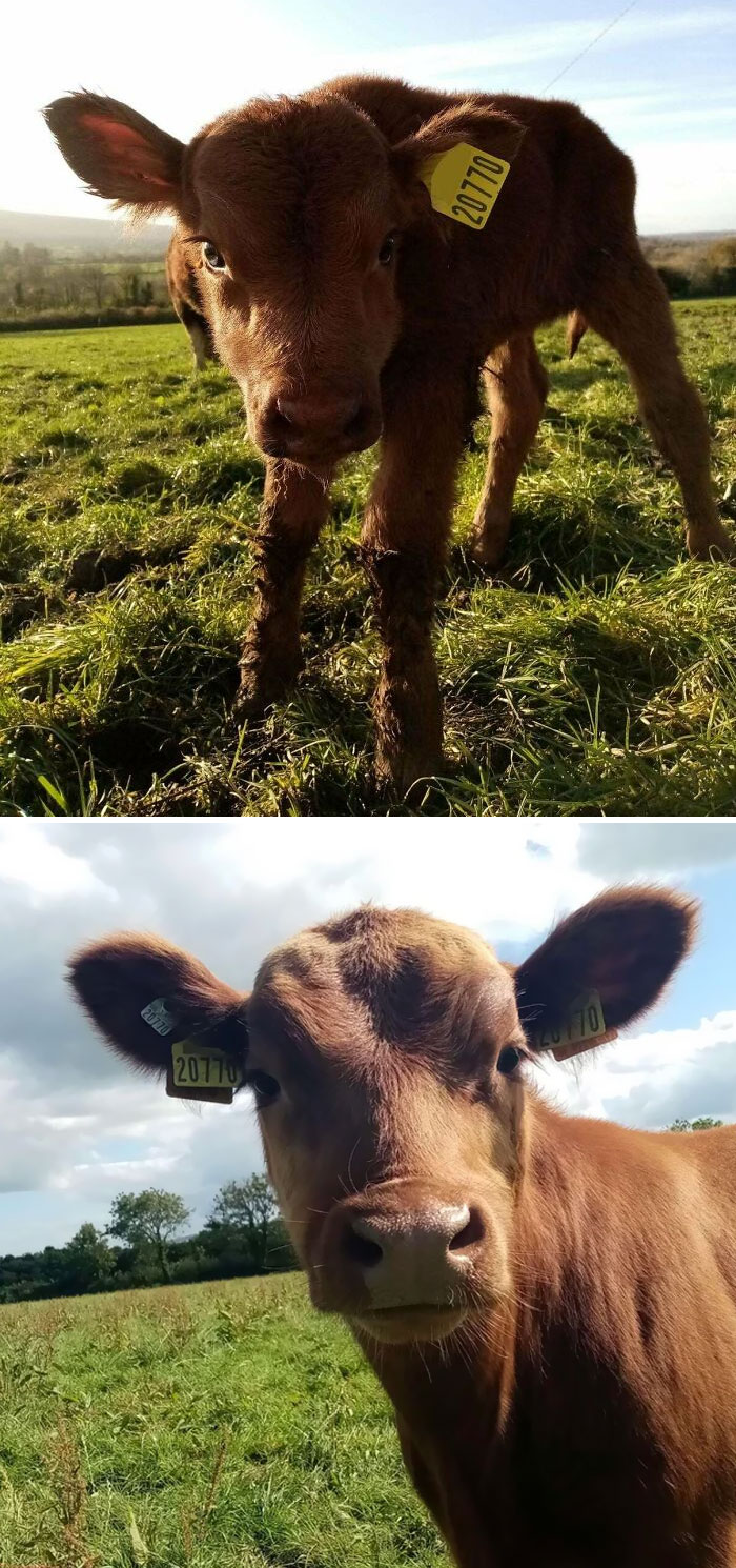 A Newborn Bull Calf, And The Same Bull At A Year Old! He’s Very Pretty