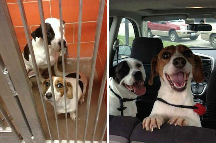 Look How Much Happier They Look! Princess And Passion Found Themselves At A Shelter After Their Owner Passed Away. The Two Bonded At The Shelter And Now Have An Awesome Foster Home