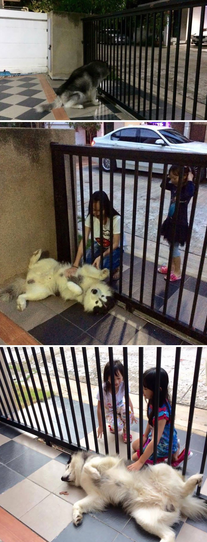Adorable dog lying near a gate while children pet it through the bars, creating a heartwarming moment.