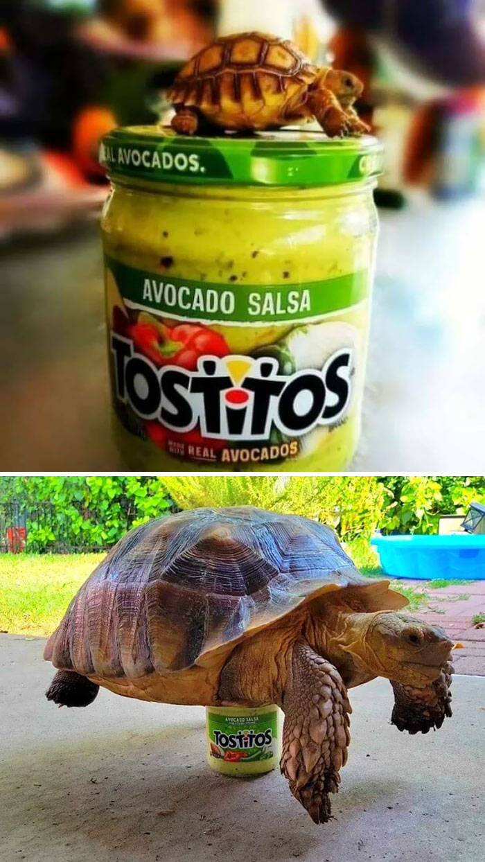 Adorable turtle on salsa jar alongside a giant tortoise creating a whimsical scene.