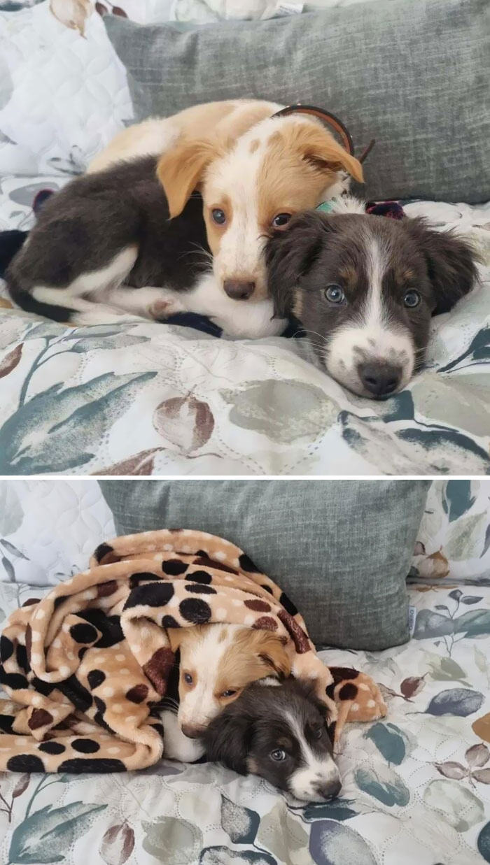 Two adorable puppies cuddling on a patterned bed, one wrapped in a polka dot blanket.