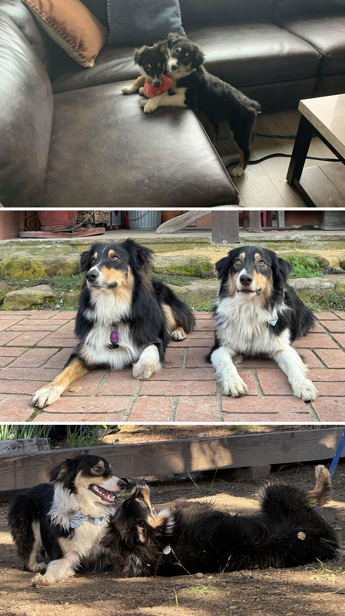 Adorable puppies playing on a couch, two dogs relaxing on patio, and a playful duo outdoors.